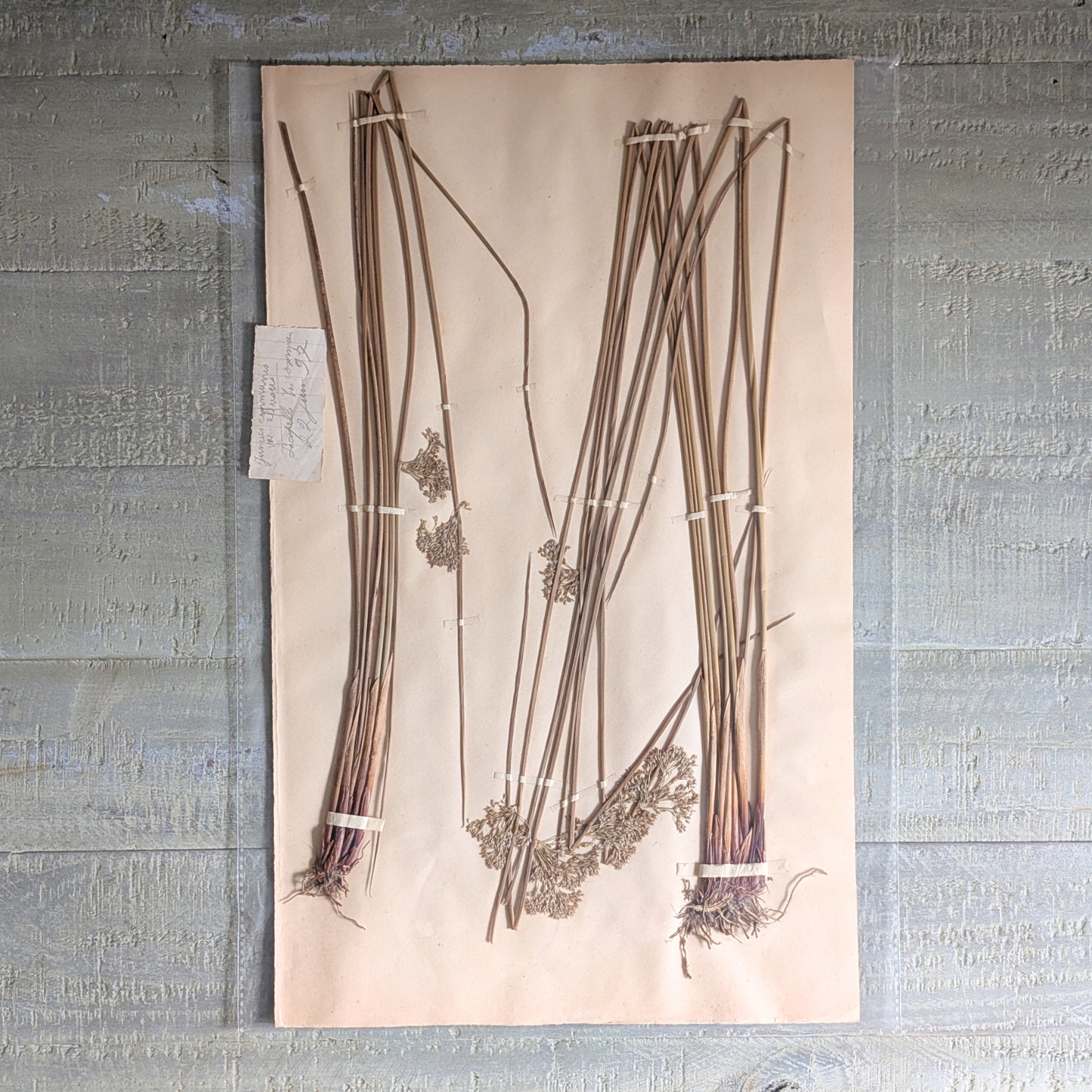 Herbarium Artwork (various)