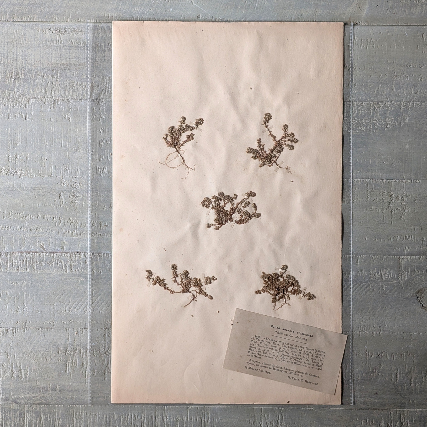 Herbarium Artwork (various)