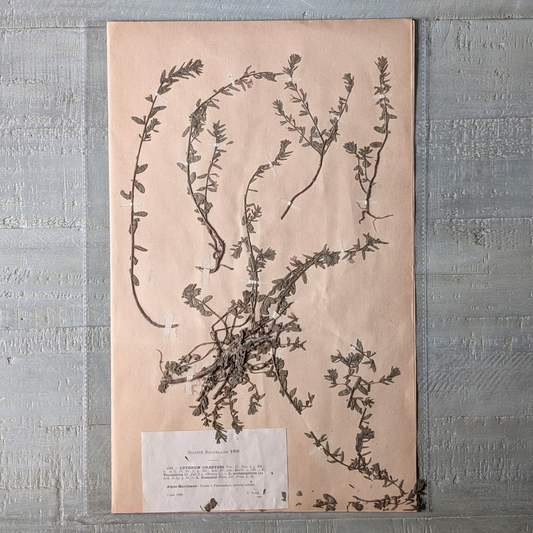 Herbarium Artwork (various)