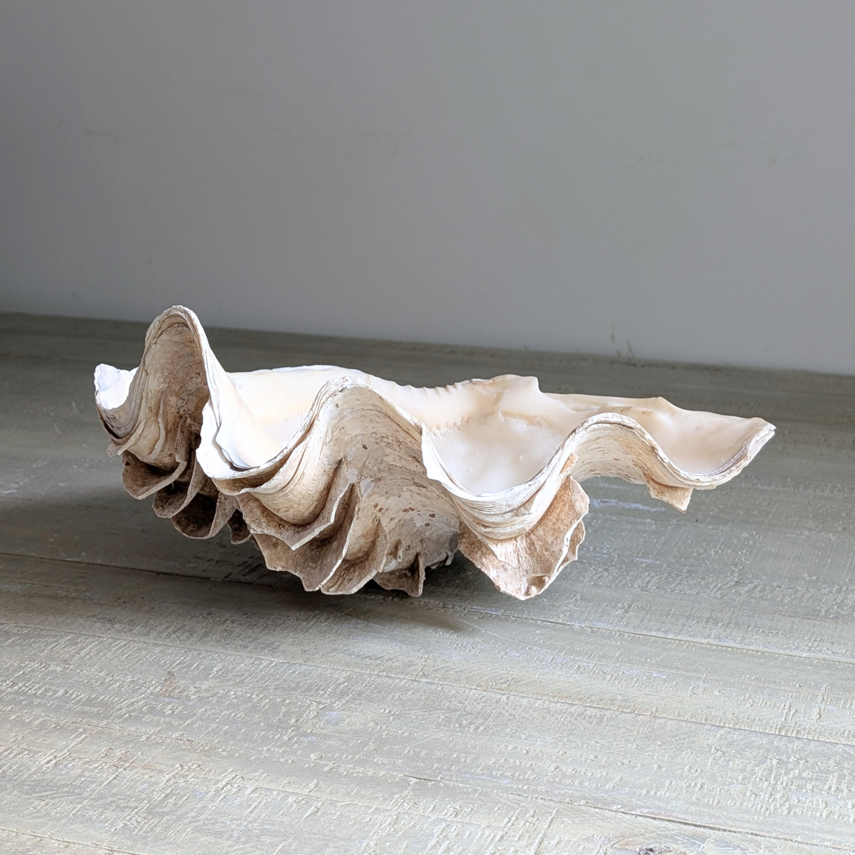 Large Clam Shell 1