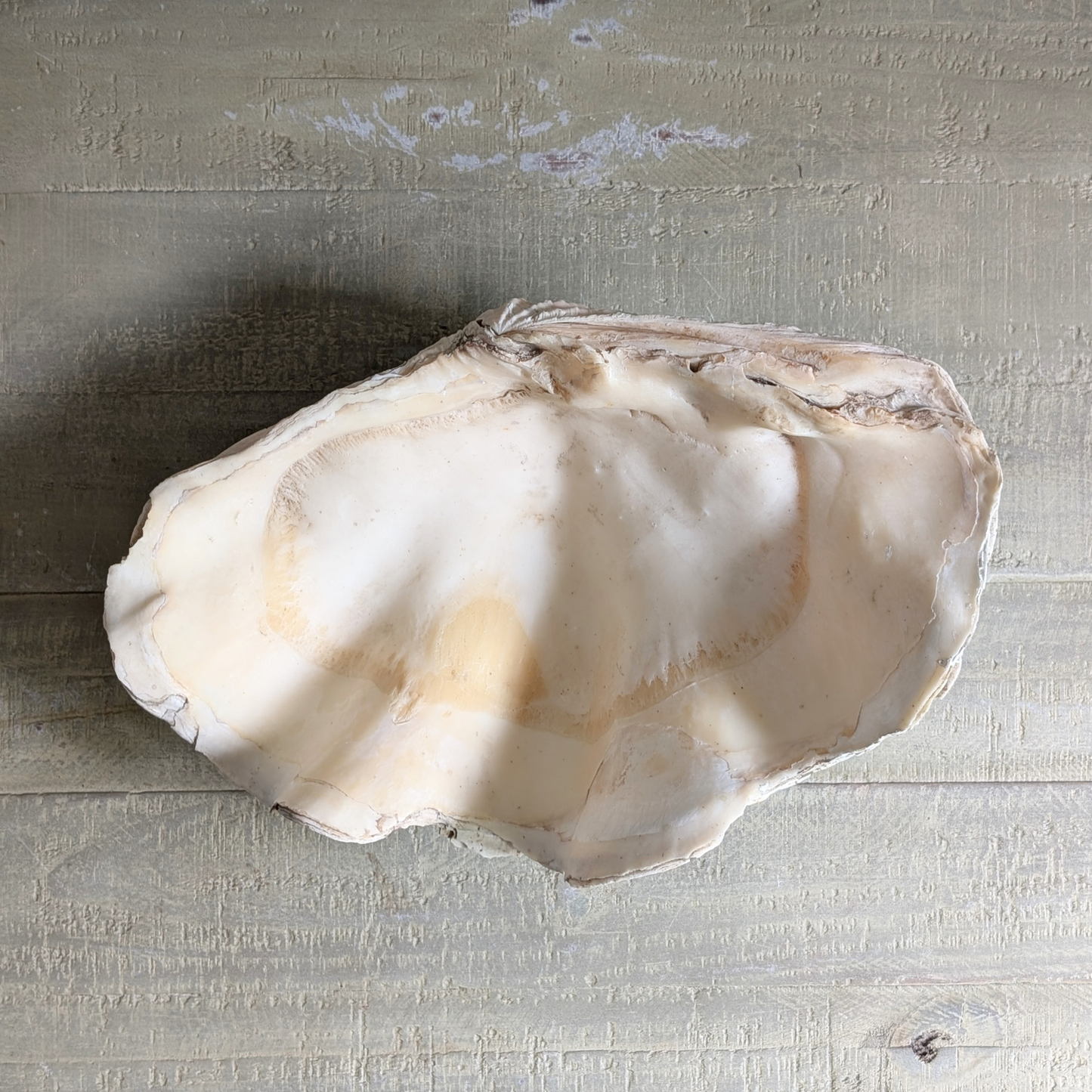 Seashell