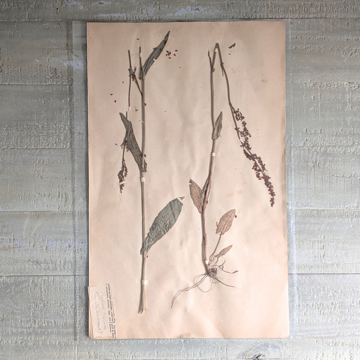 Herbarium Artwork (various)