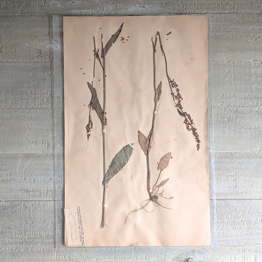 Herbarium Artwork (various)
