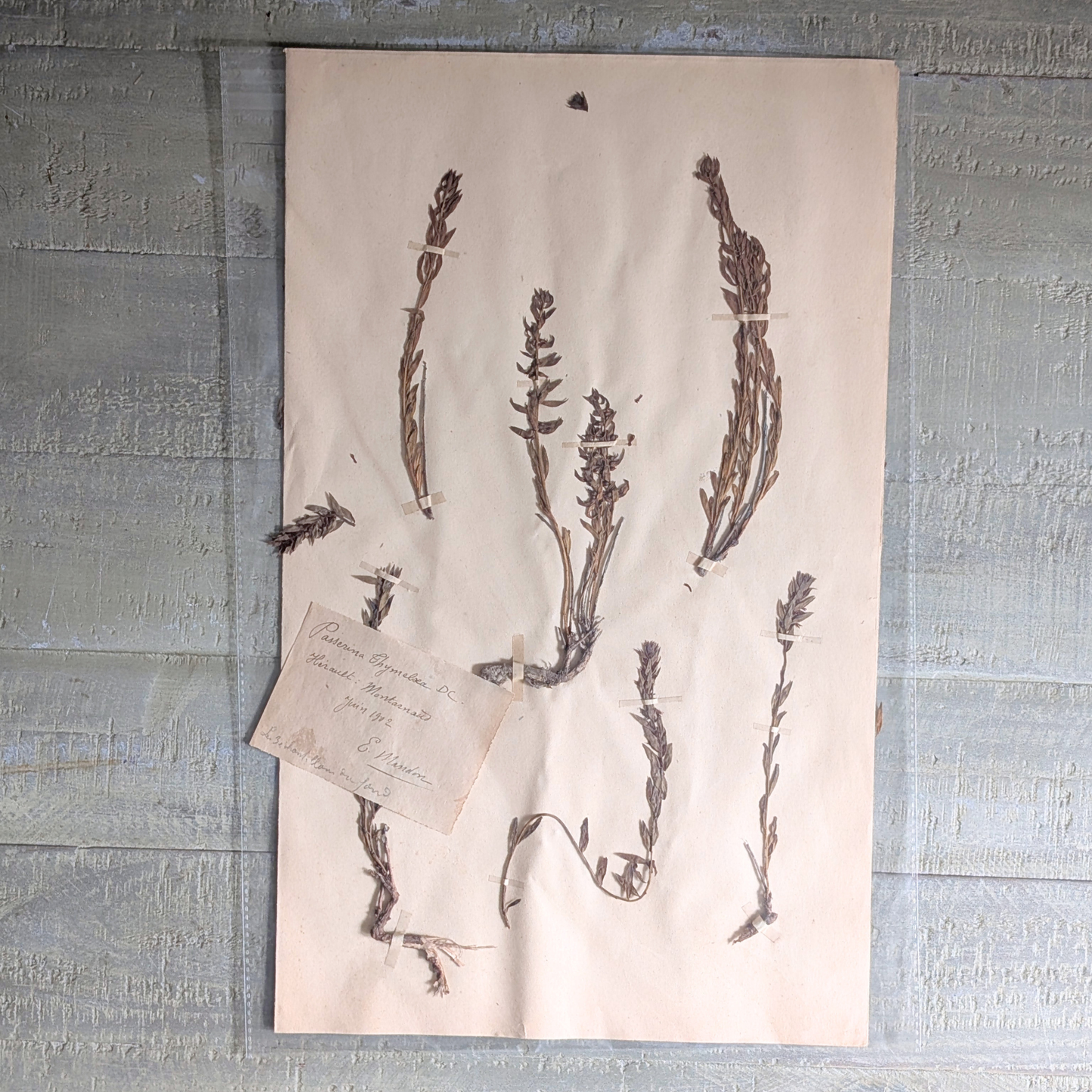 Herbarium Artwork (various)