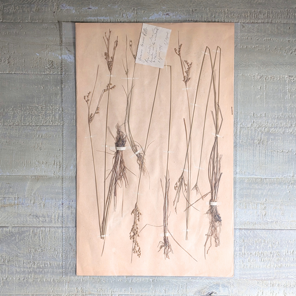 Herbarium Artwork (various)