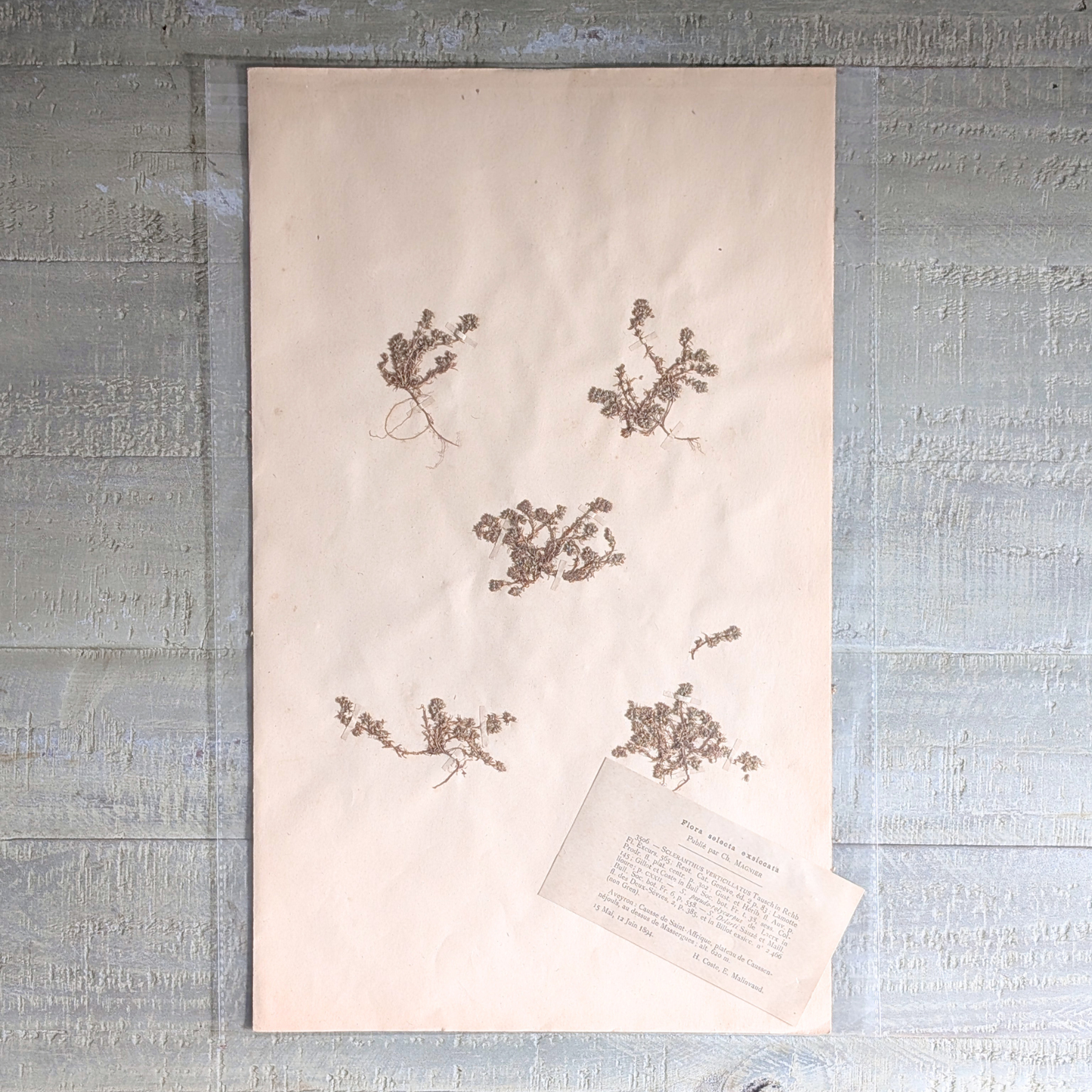 Herbarium Artwork (various)