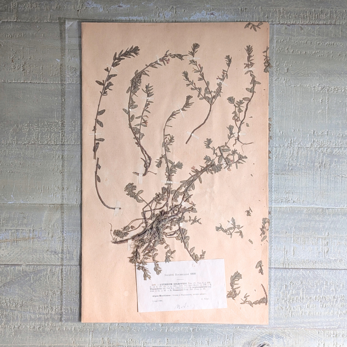 Herbarium Artwork (various)