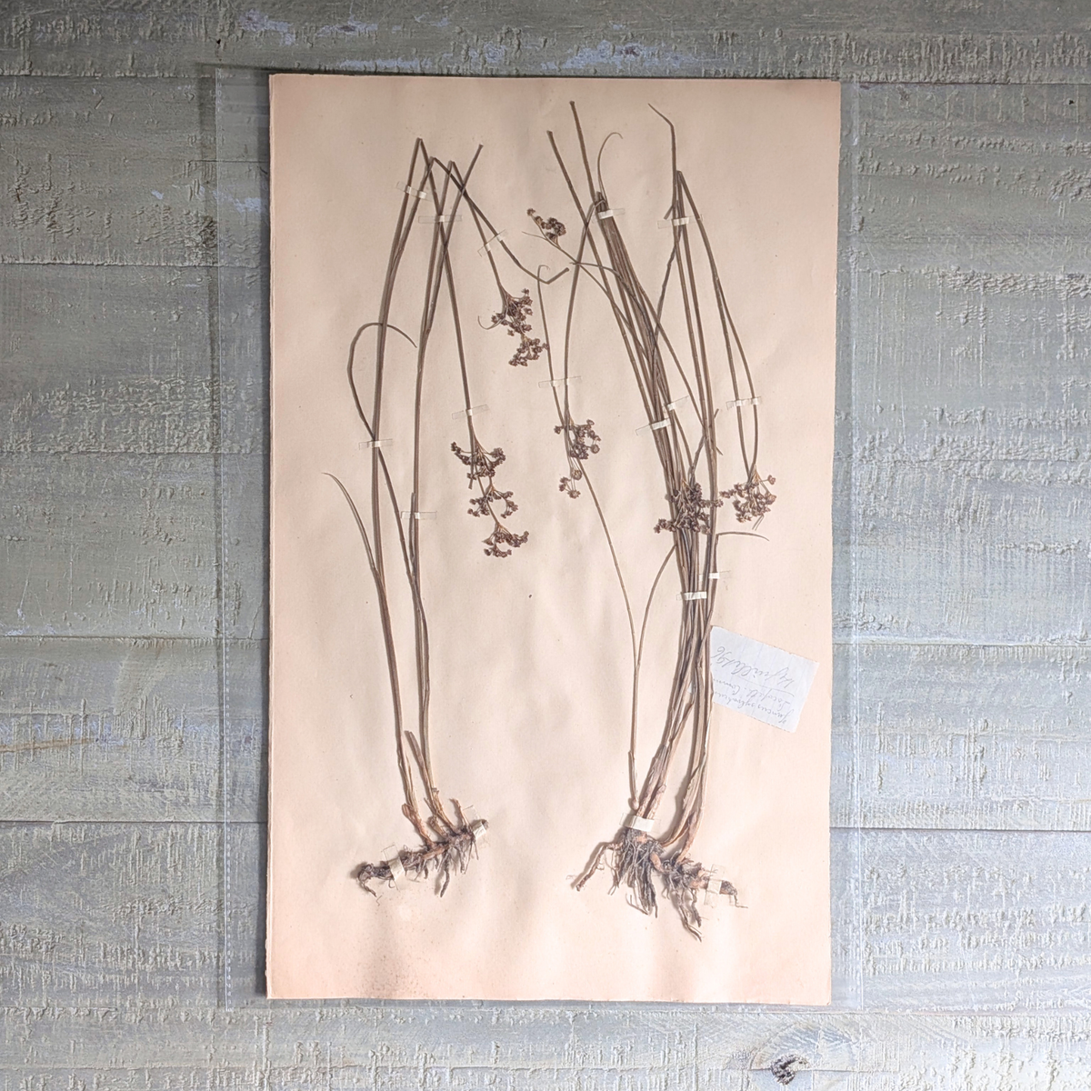 Herbarium Artwork (various)