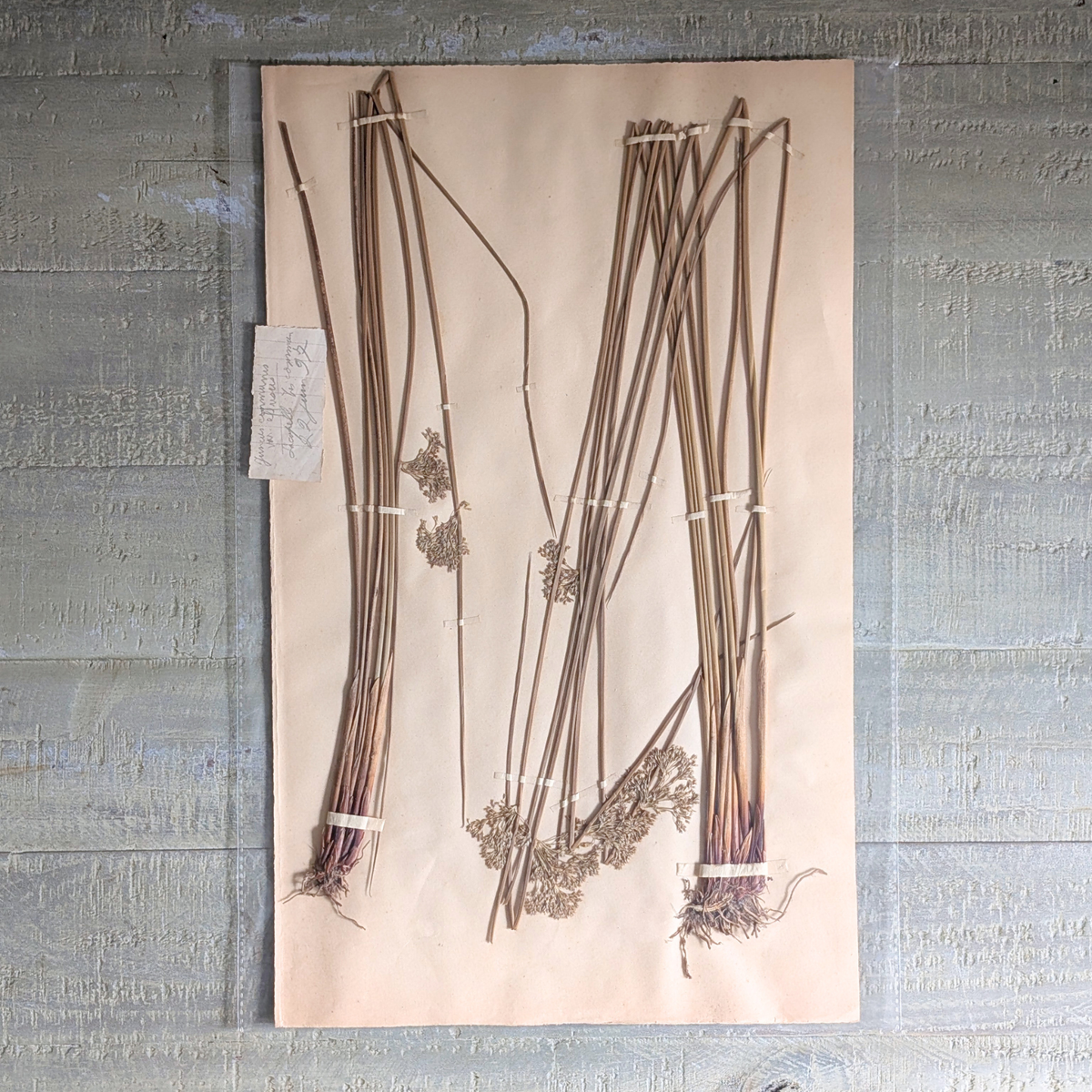 Herbarium Artwork (various)