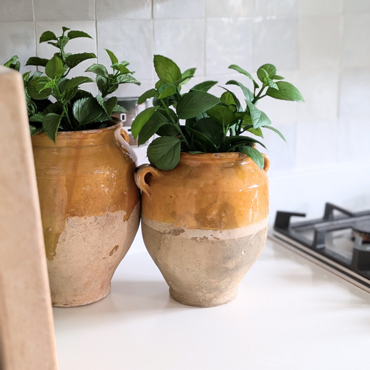 Medium Yellow Confit Pot 1