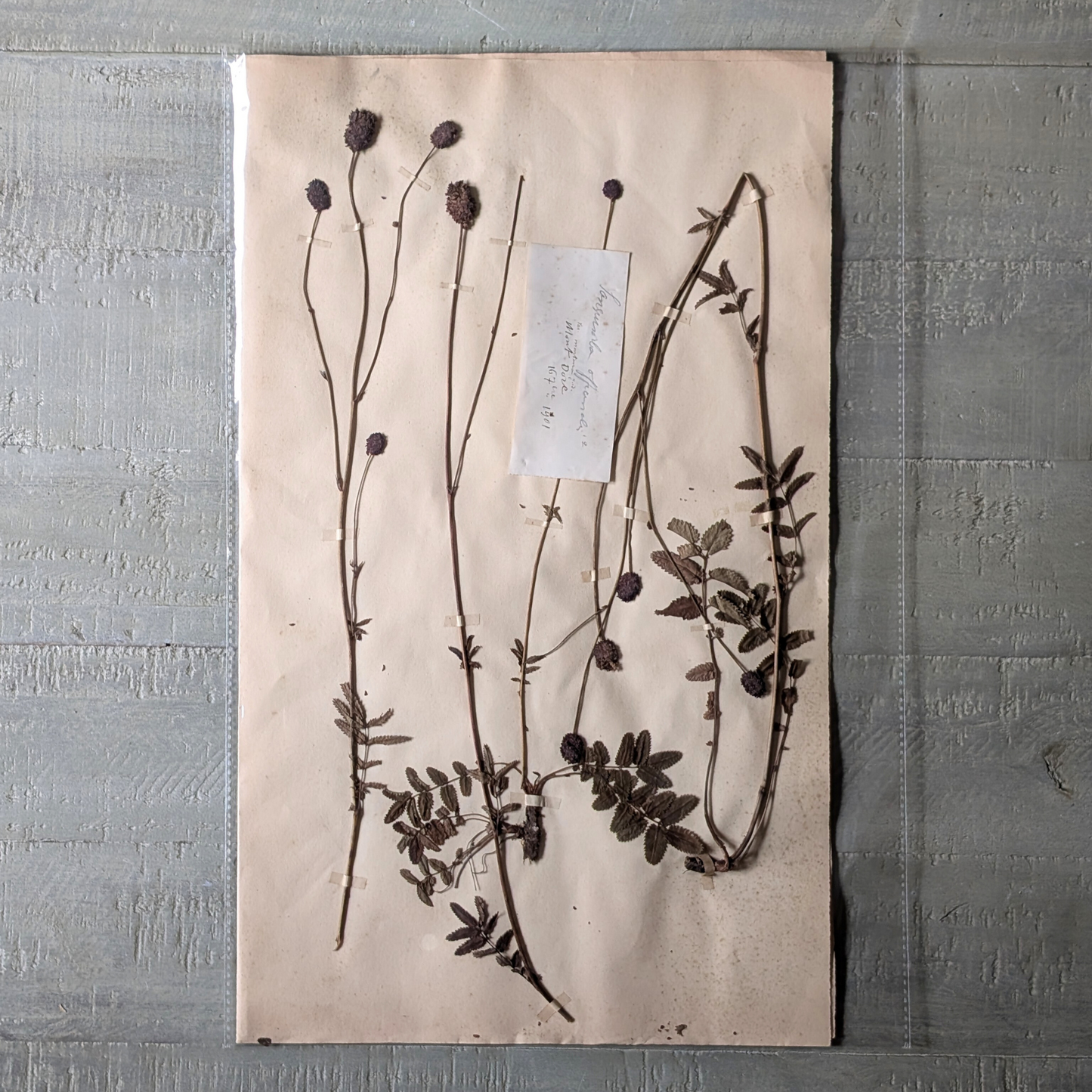 Herbarium Artwork (various)