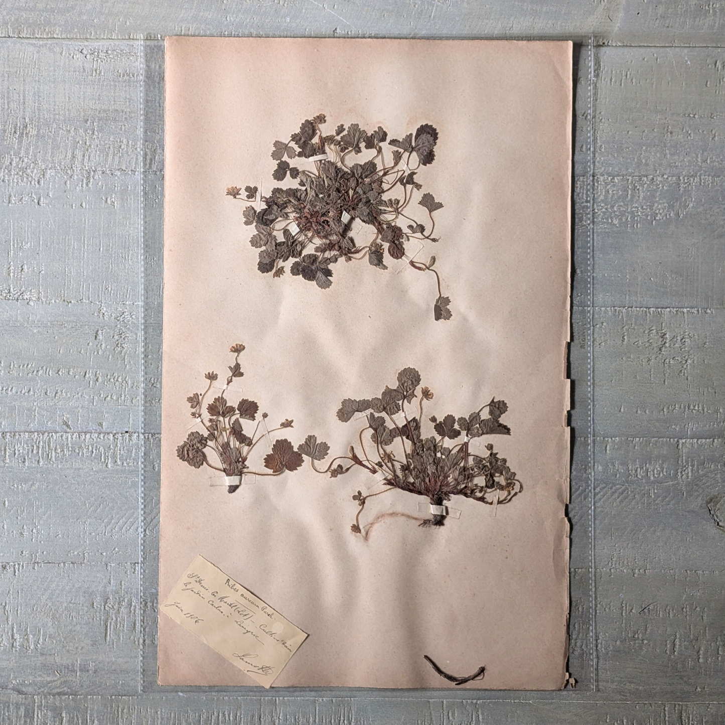 Herbarium Artwork (various)