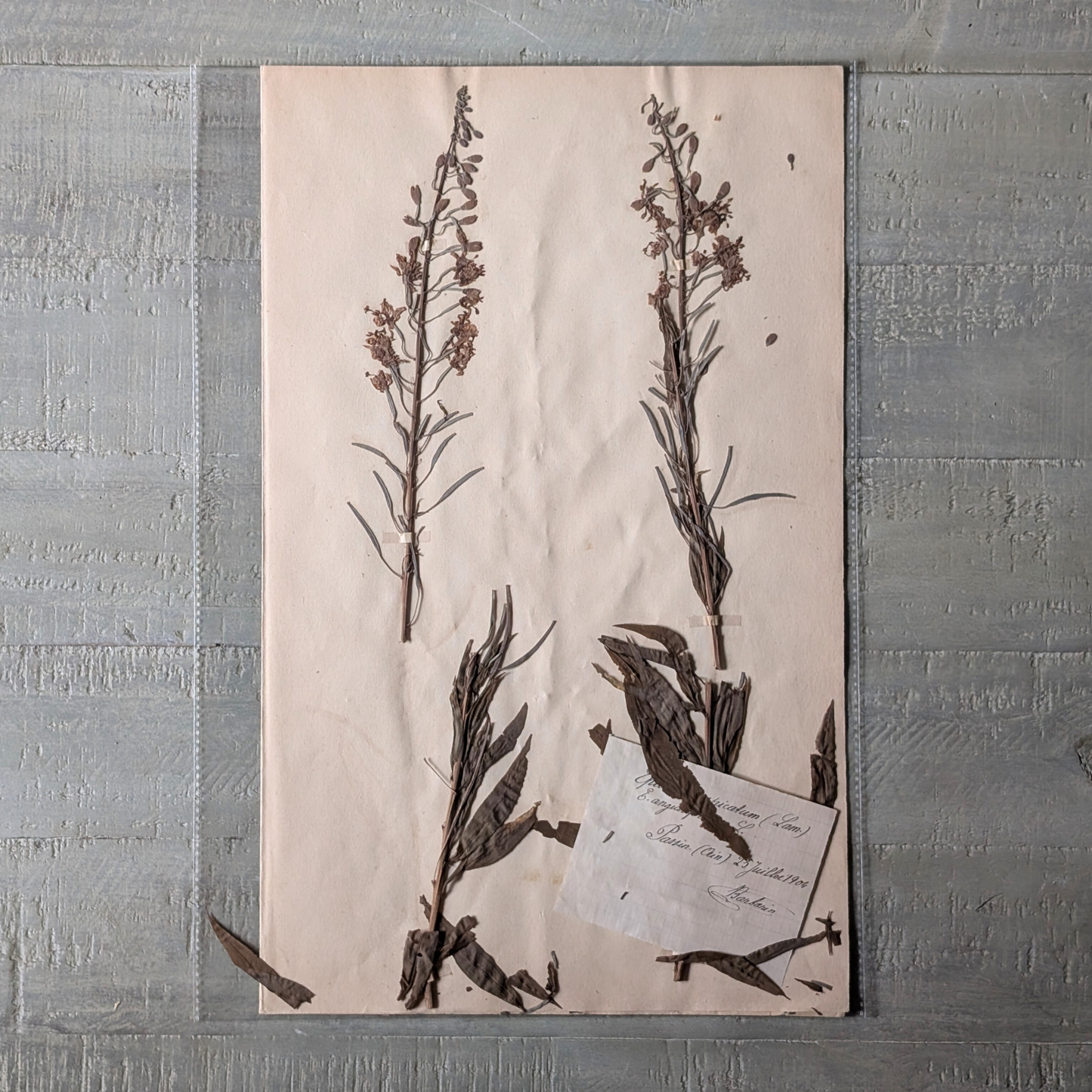Herbarium Artwork (various)
