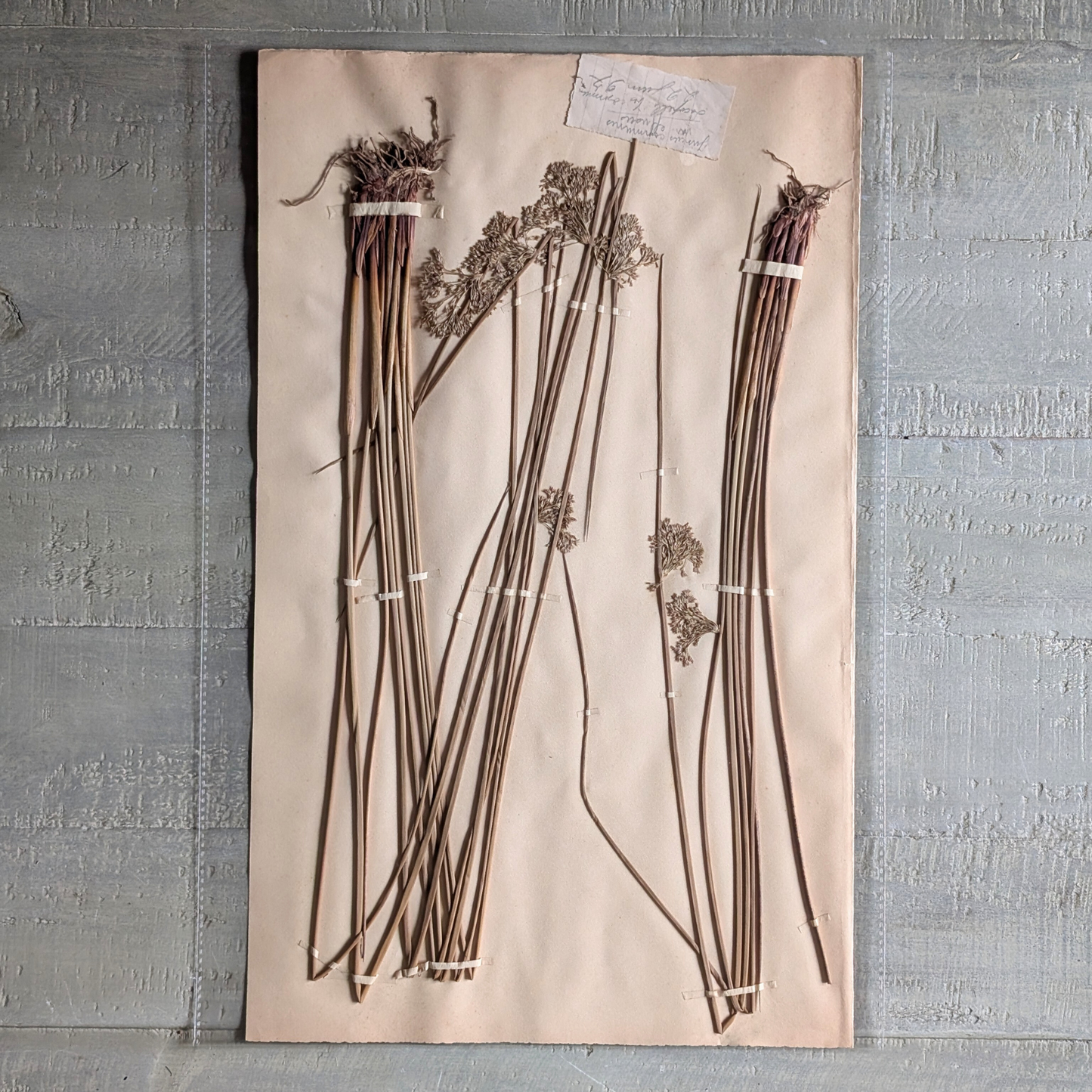 Herbarium Artwork (various)