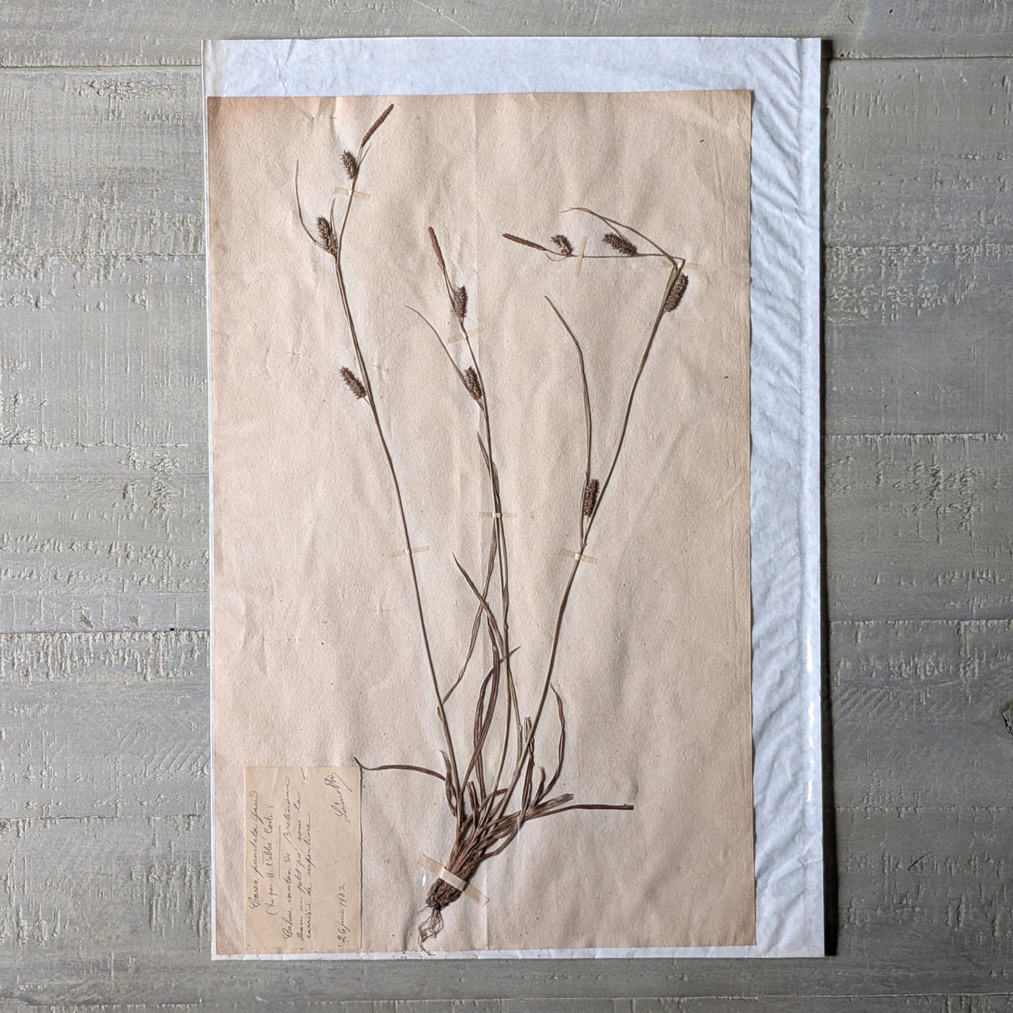 Herbarium Artwork (various)