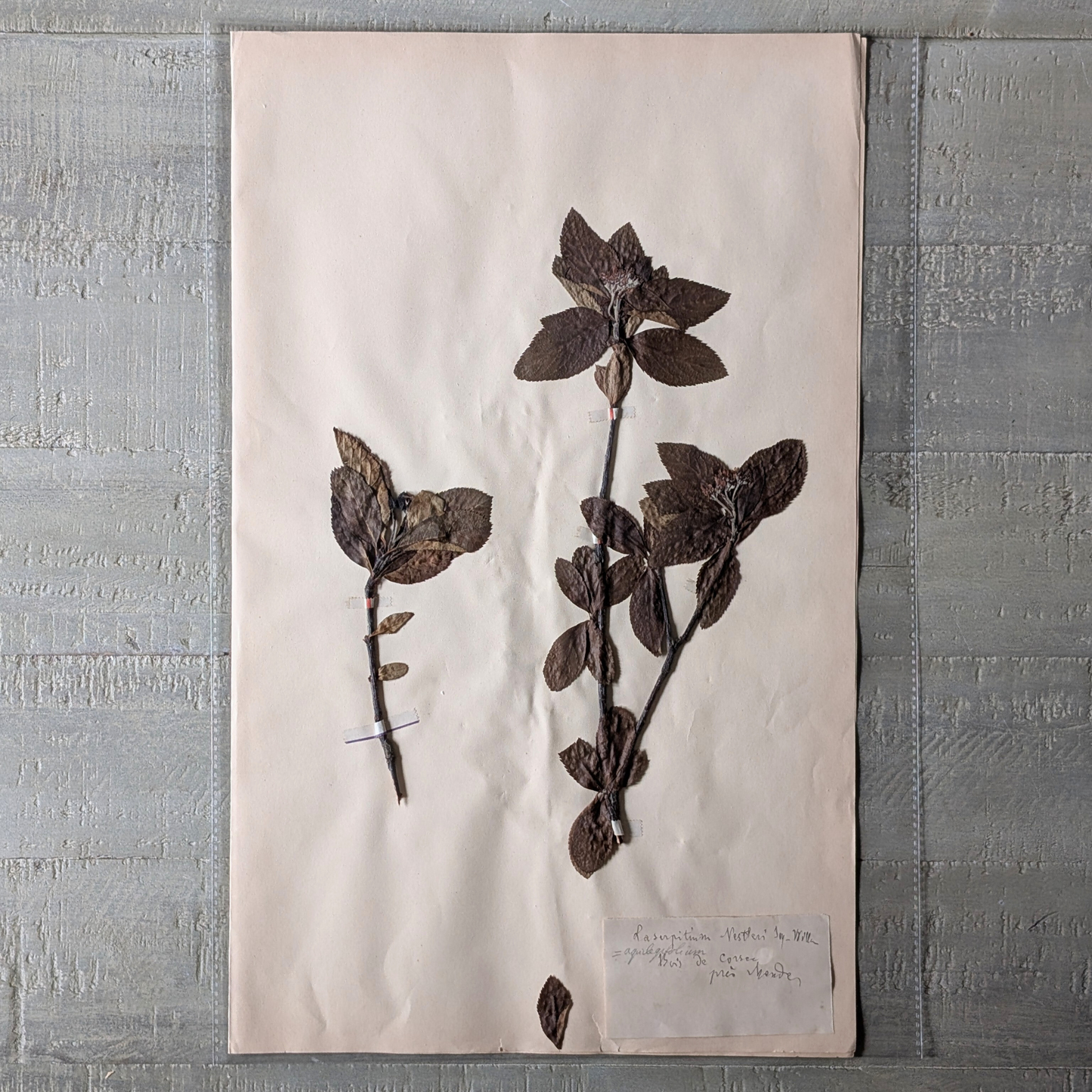 Herbarium Artwork (various)