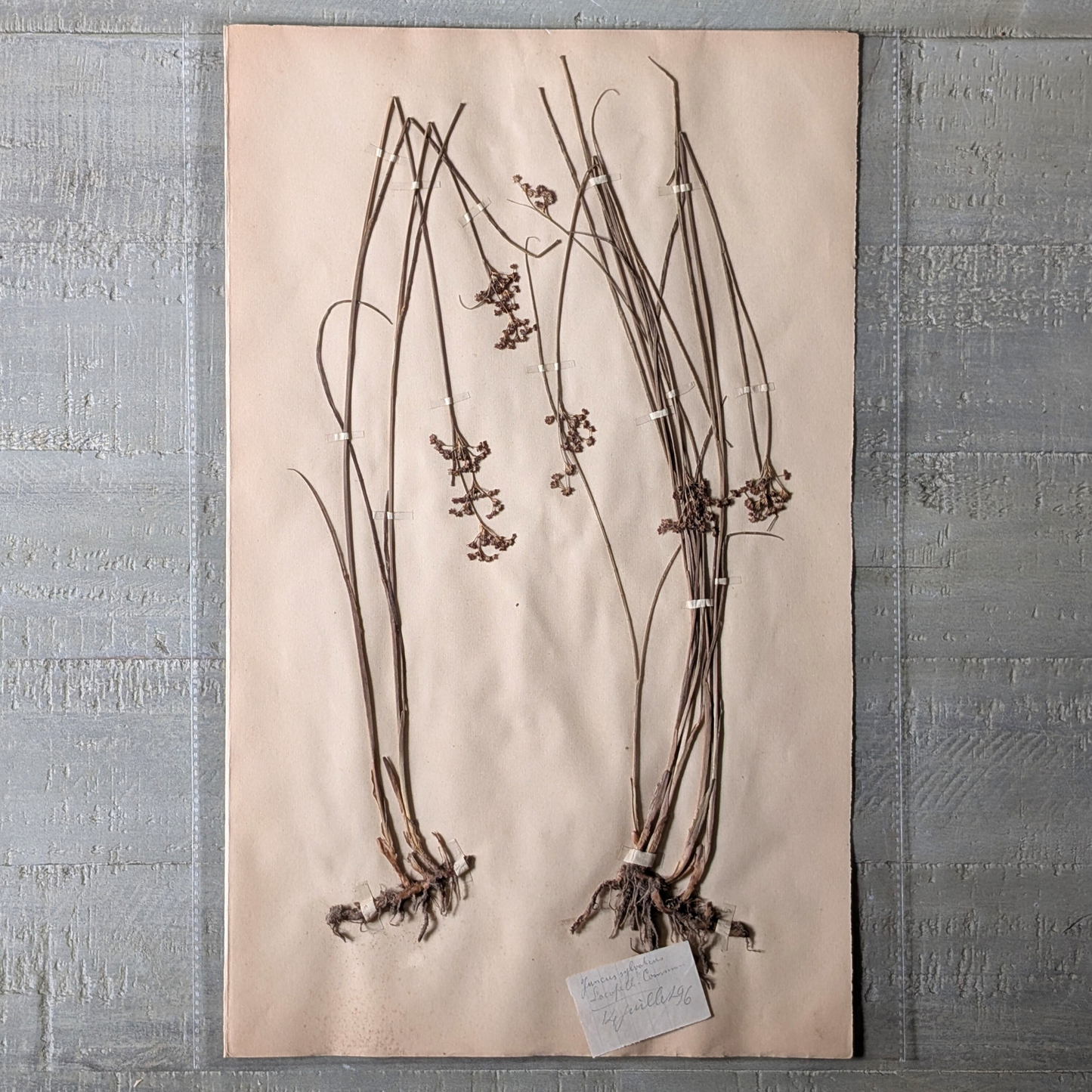 Herbarium Artwork (various)