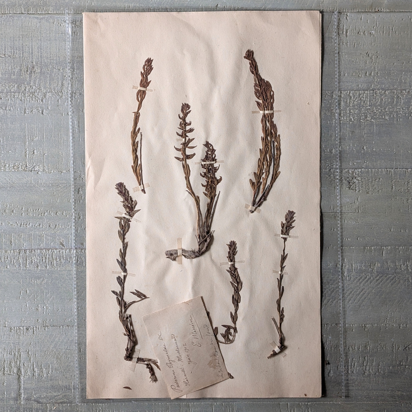 Herbarium Artwork (various)