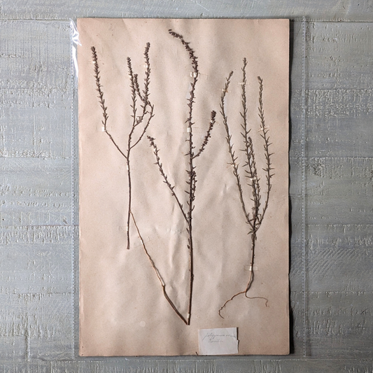 Herbarium Artwork (various)