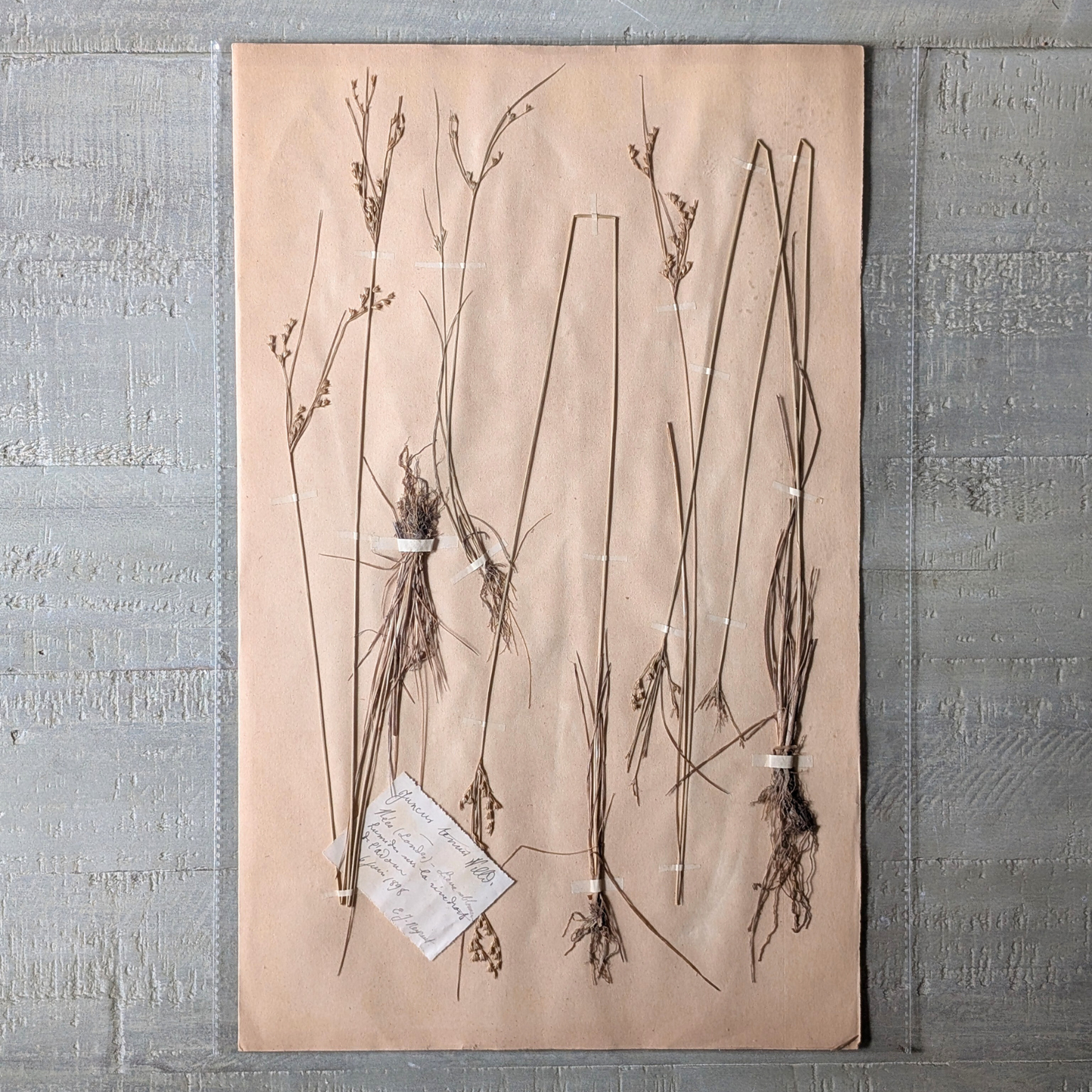 Herbarium Artwork (various)