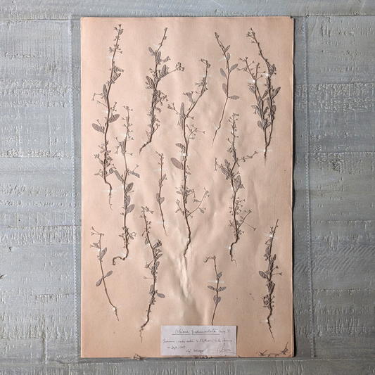 Herbarium Artwork (various)