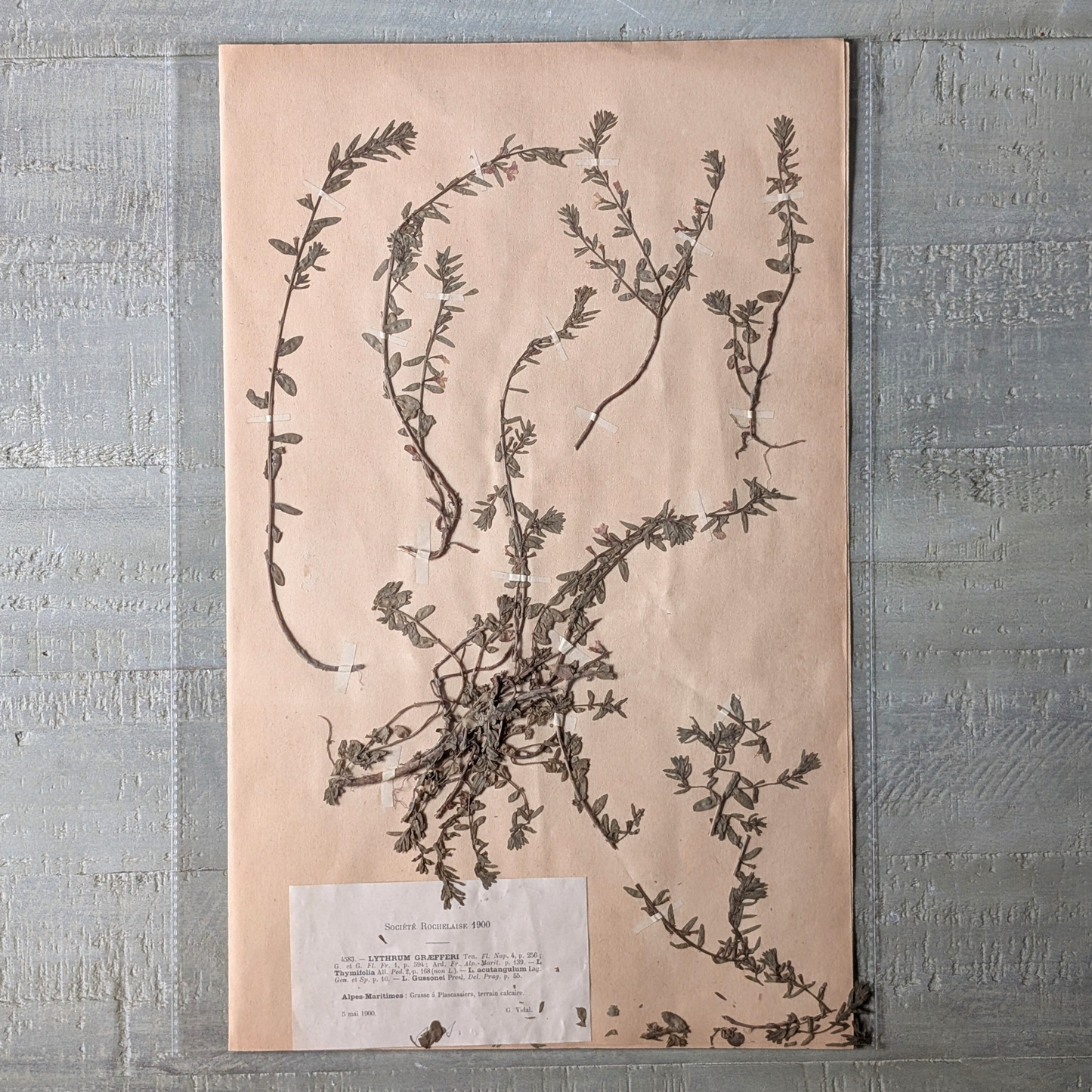 Herbarium Artwork (various)