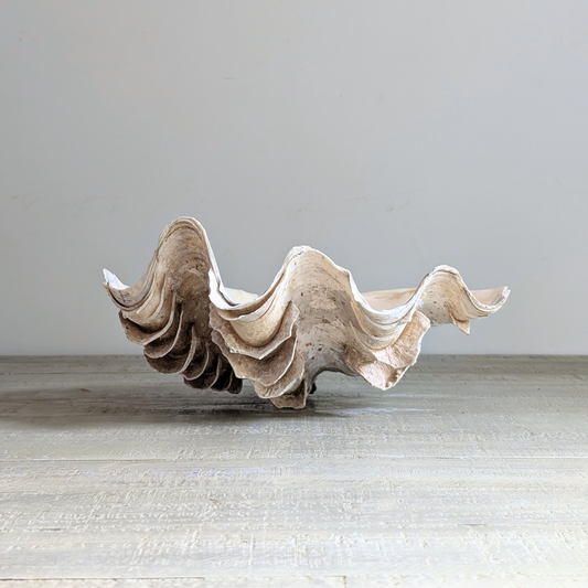Large Clam Shell 1
