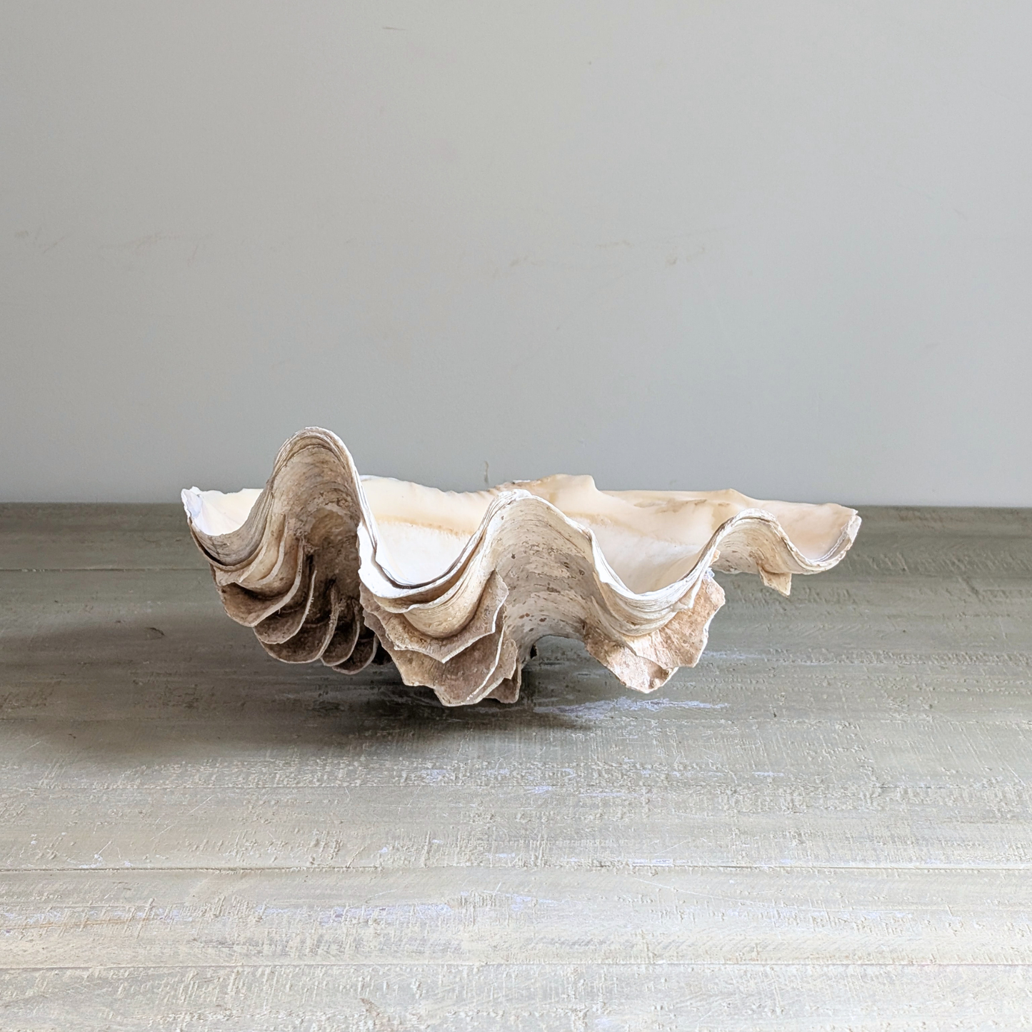 Seashell