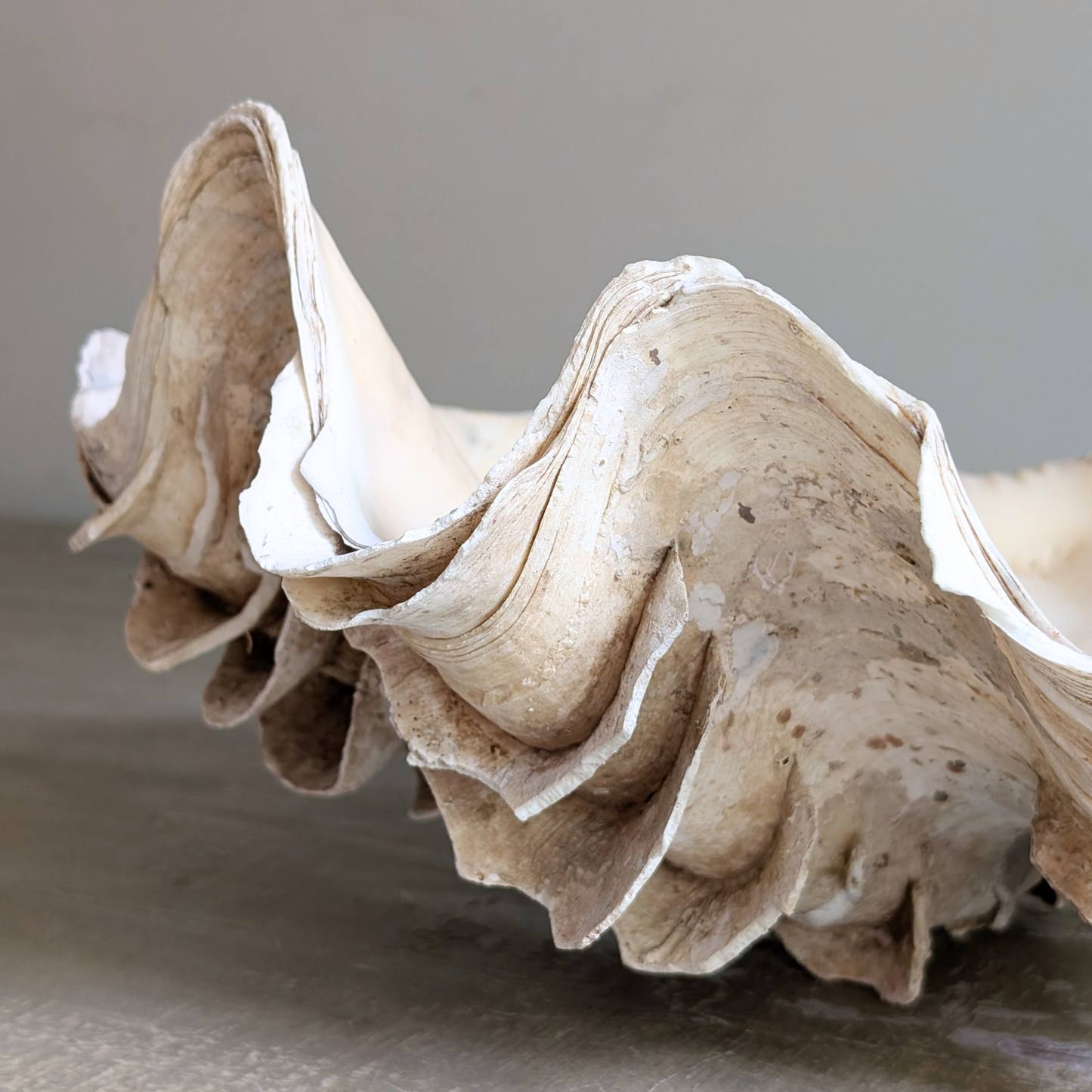 Seashell