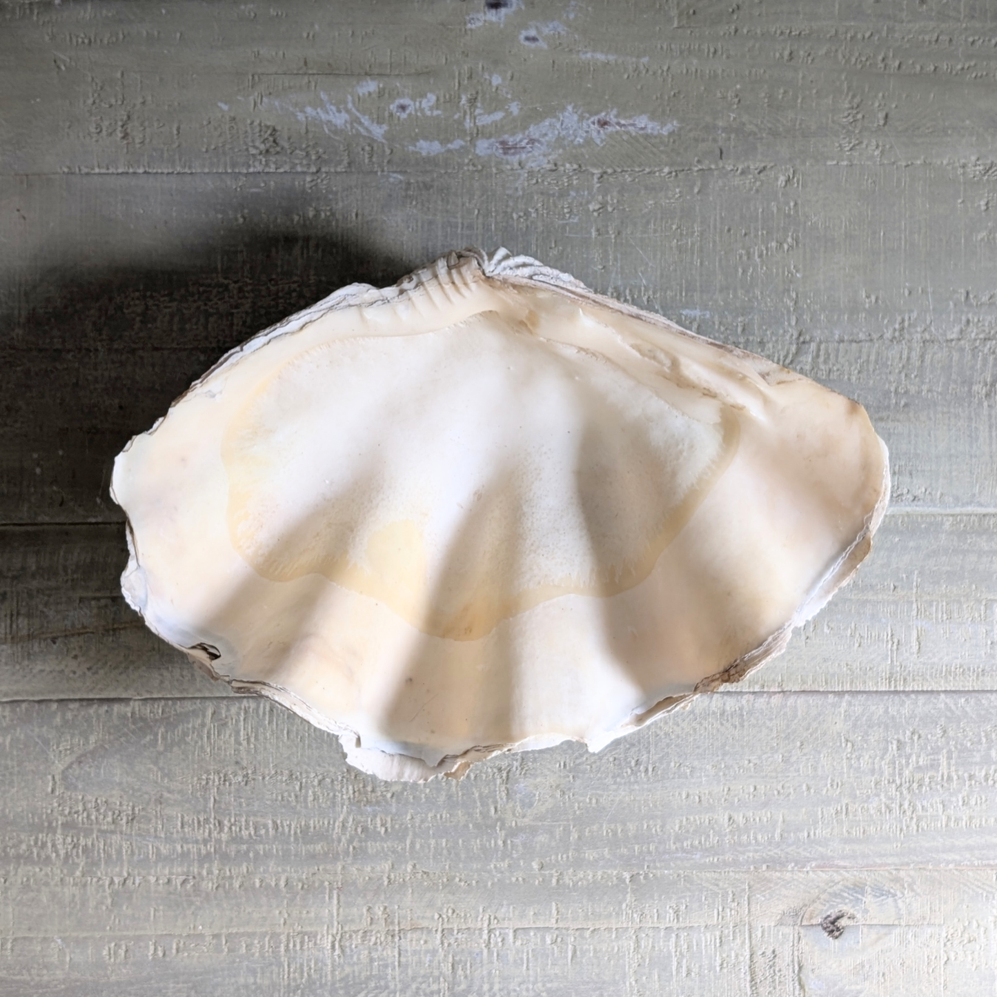 Seashell