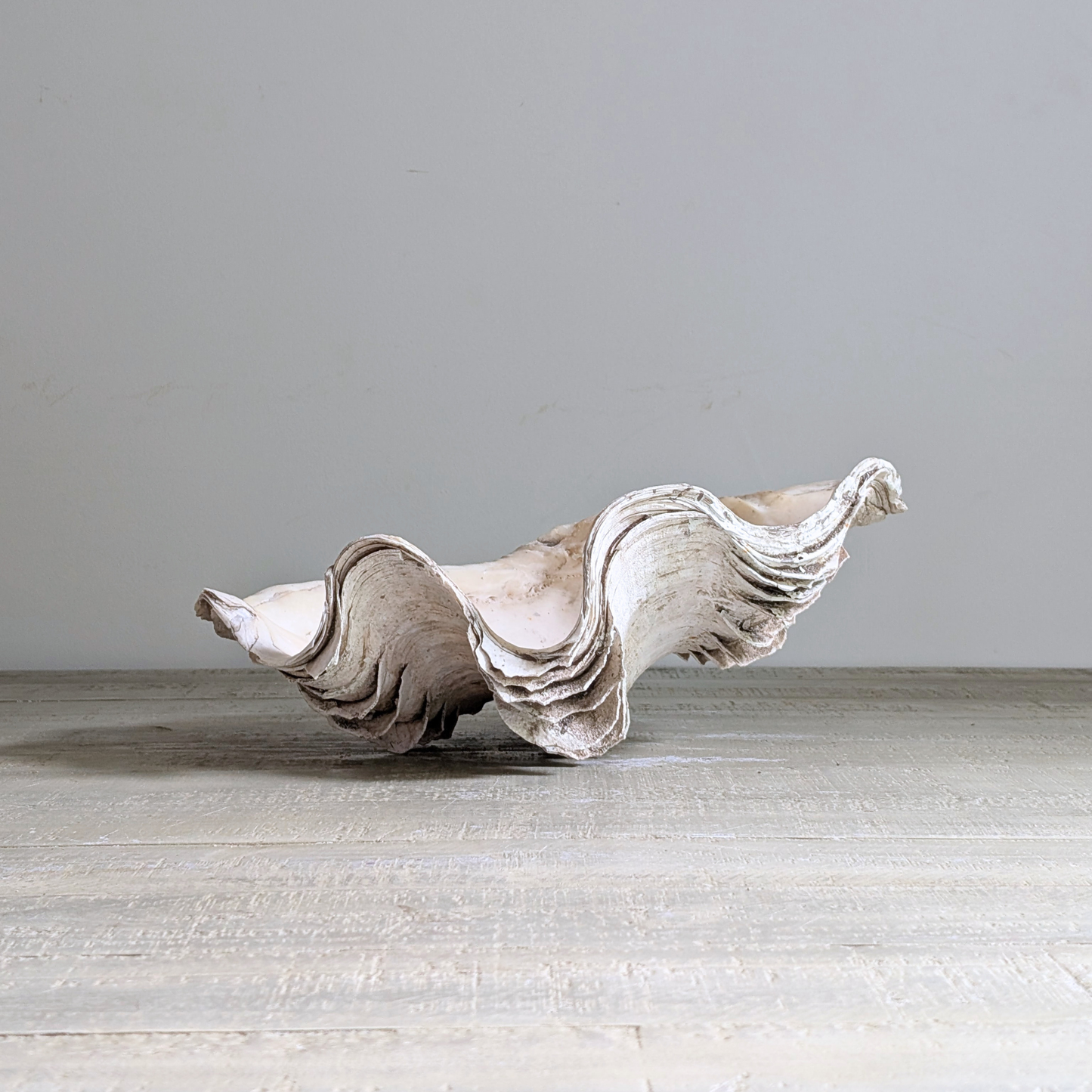 Seashell