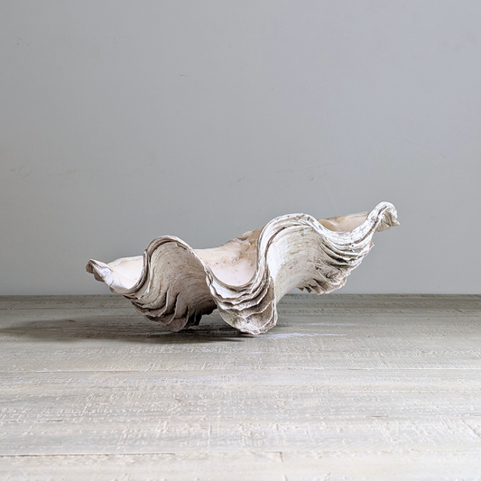 Large Clam Shell 2