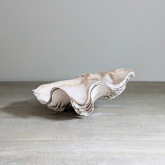 Large Clam Shell 2