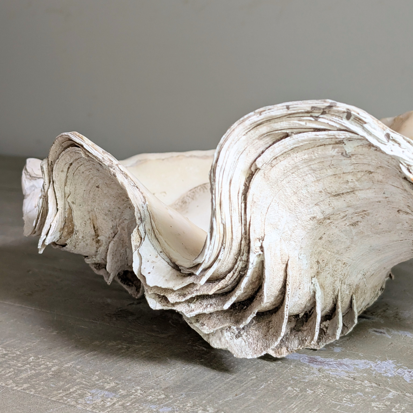 Seashell